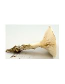 Clitopilus prunulus image