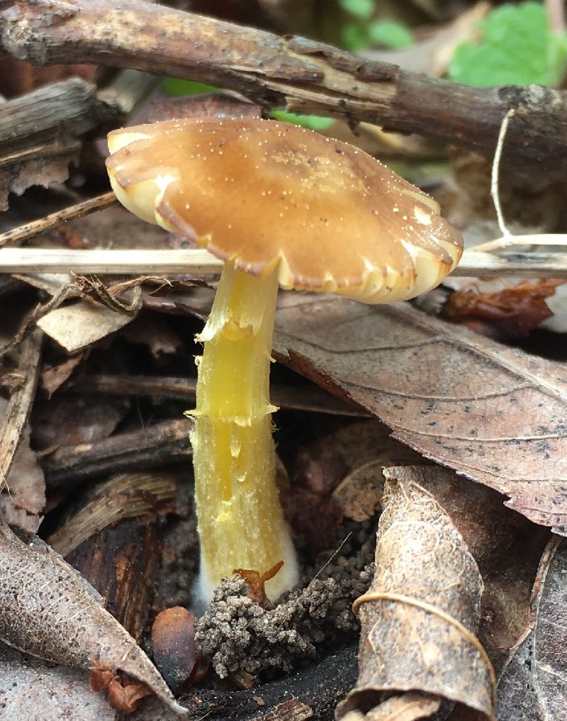 Pluteus romellii image