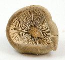 Melanoleuca melaleuca image