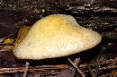 Media resource of Tapinella panuoides