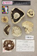 Agaricus rodmani image
