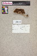 Agaricus placomyces image