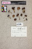 Agrocybe erebia image