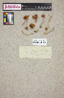 Inocybe rimosa image