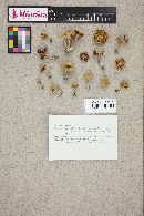 Kuehneromyces vernalis image