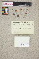 Tetrapyrgos nigripes image