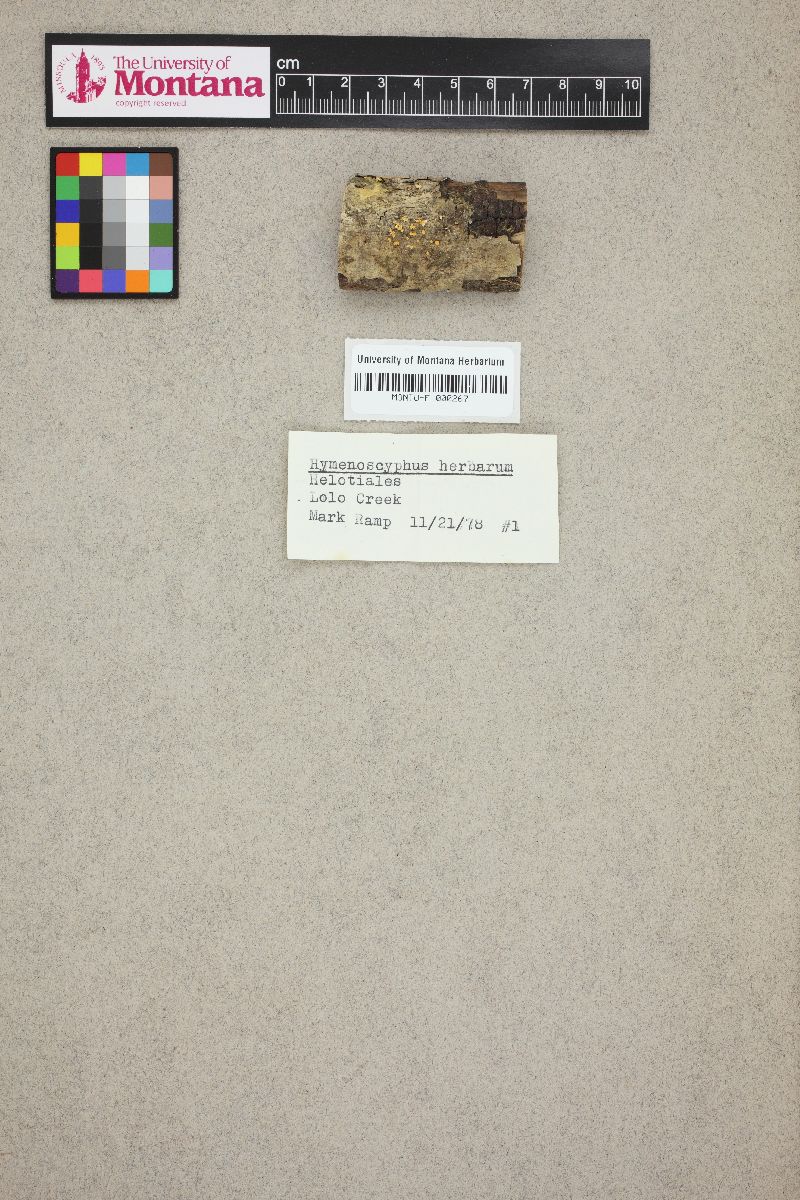 Hymenoscyphus herbarum image