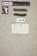 Creosphaeria sassafras image