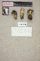 Gyromitra gigas image