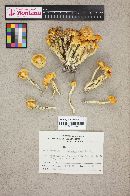 Hygrophorus reai image
