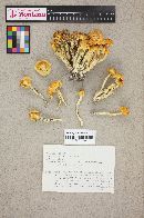 Hygrophorus reai image