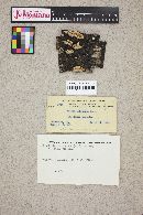 Steccherinum ochraceum image