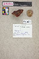 Polyporus picipes image