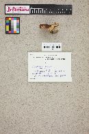 Polyporus picipes image