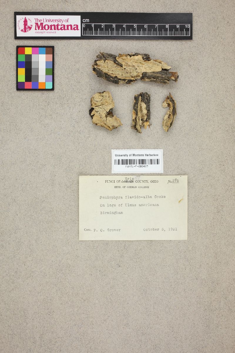 Phlebiopsis flavidoalba image