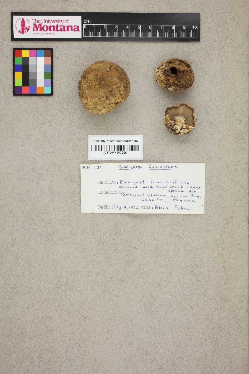 Radiigera fuscogleba image