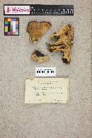 Bjerkandera fumosa image