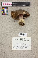 Russula olivacea image