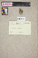 Guepinia helvelloides image