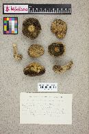 Suillus tomentosus image