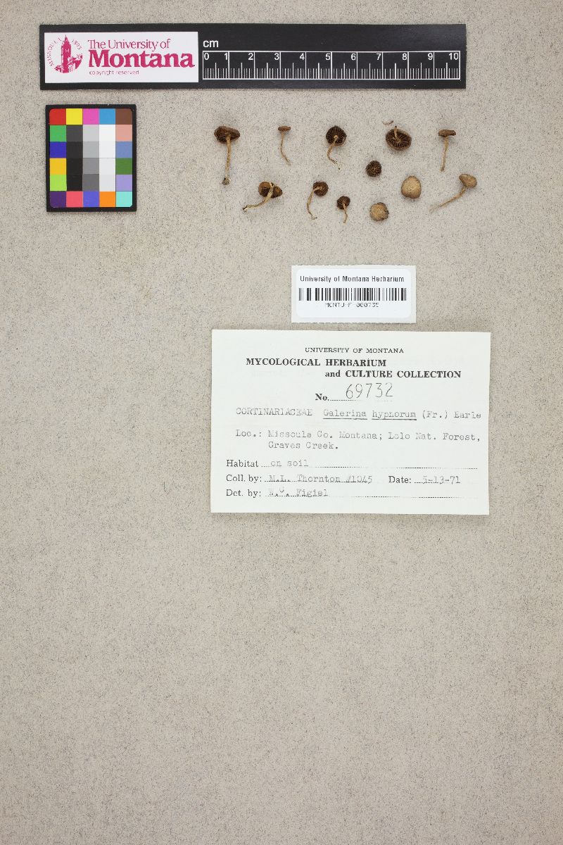 Galerina hypnorum image