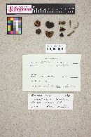 Entoloma sericeum image