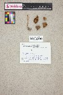 Entoloma sericeum image