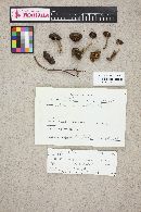 Entoloma sericeum image