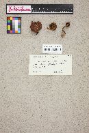 Cortinarius semisanguineus image