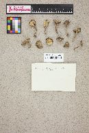 Tephrocybe tylicolor image