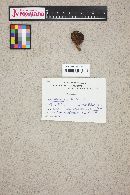 Cortinarius cinnamomeus image