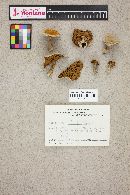 Cortinarius largus image