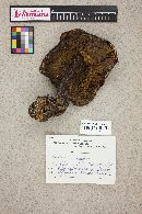 Boletellus mirabilis image