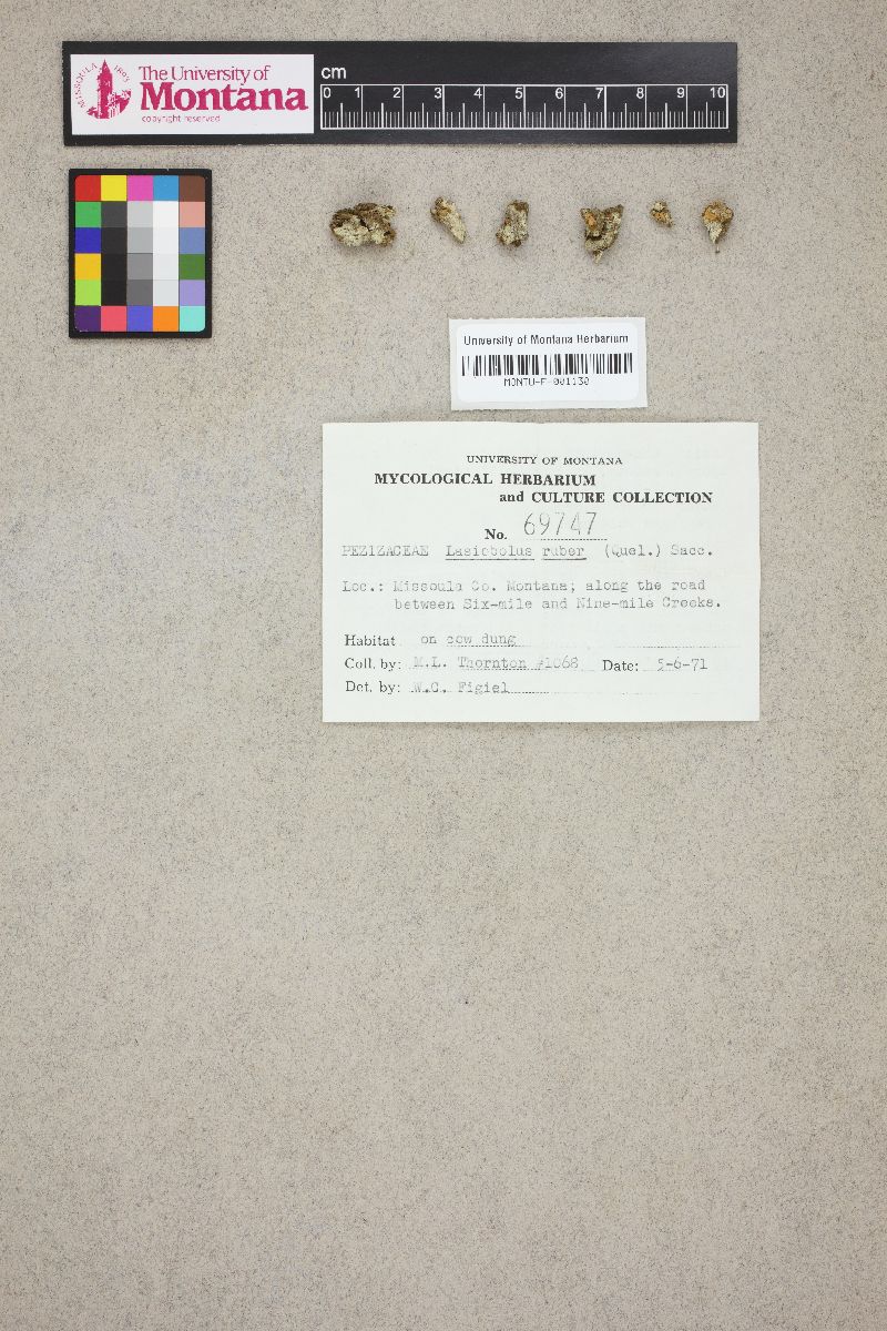 Lasiobolus ruber image