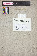 Thumbnail image of current specimen