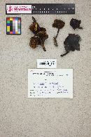 Hypholoma capnoides image
