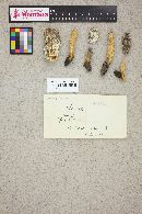 Mutinus caninus image