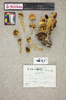 Hypholoma fasciculare var. fasciculare image