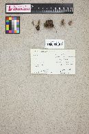 Thelephora terrestris image
