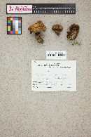 Suillus caerulescens image
