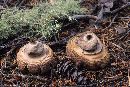 Geastrum triplex image