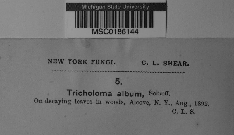 Tricholoma album image