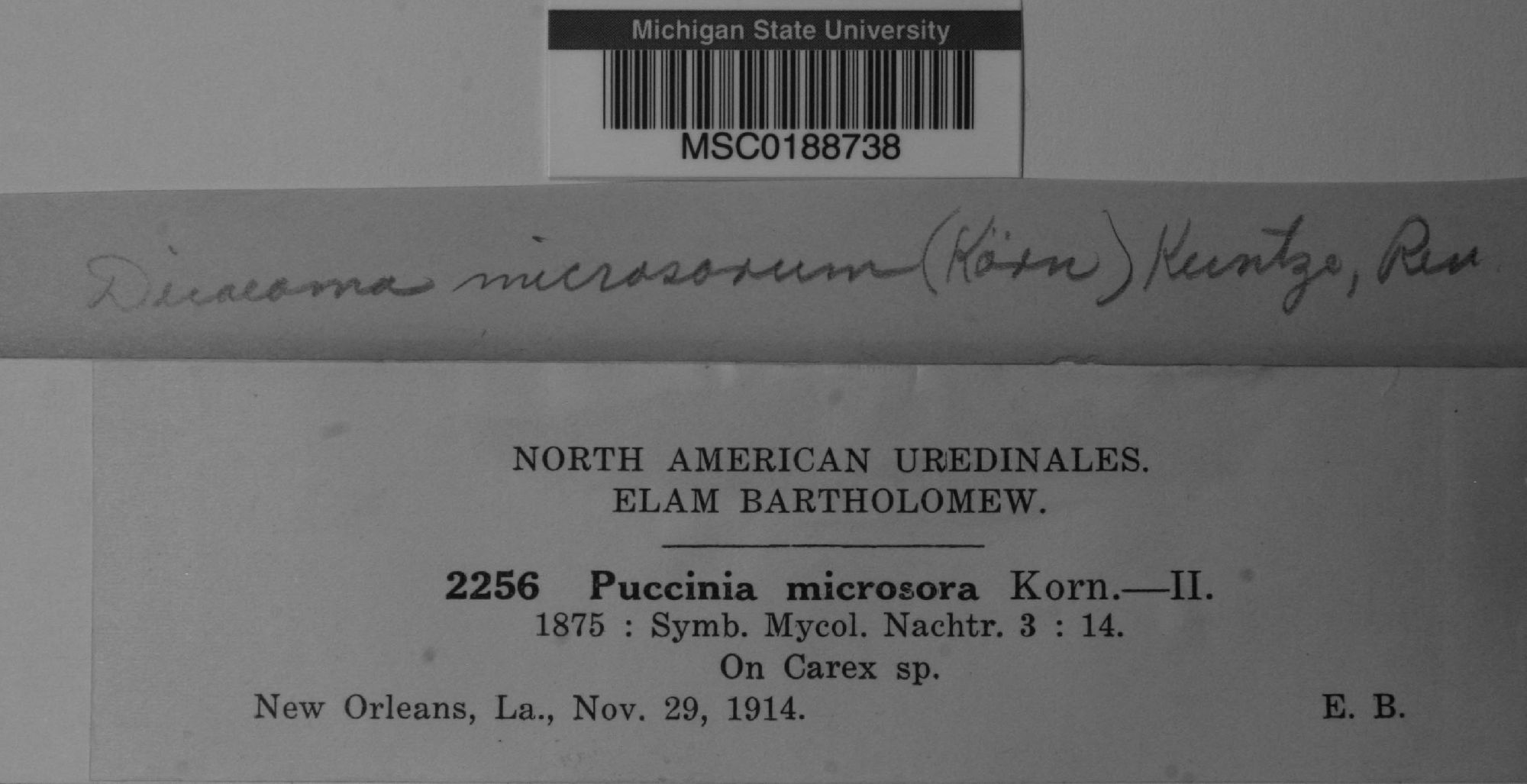 Puccinia microspora