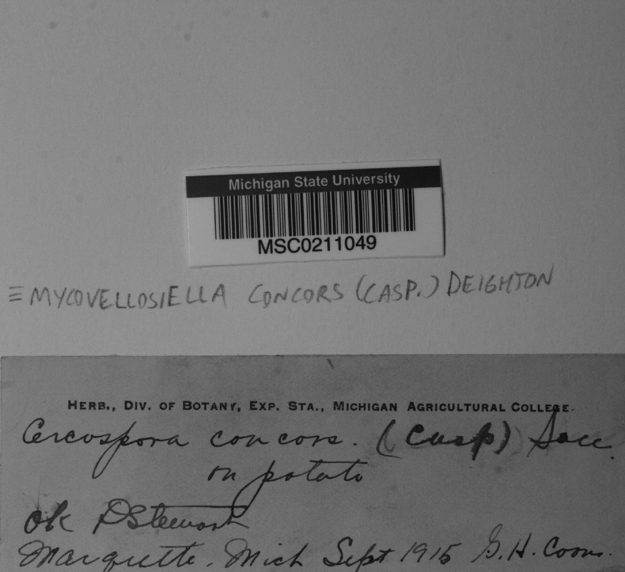 Mycovellosiella concors thumbnail