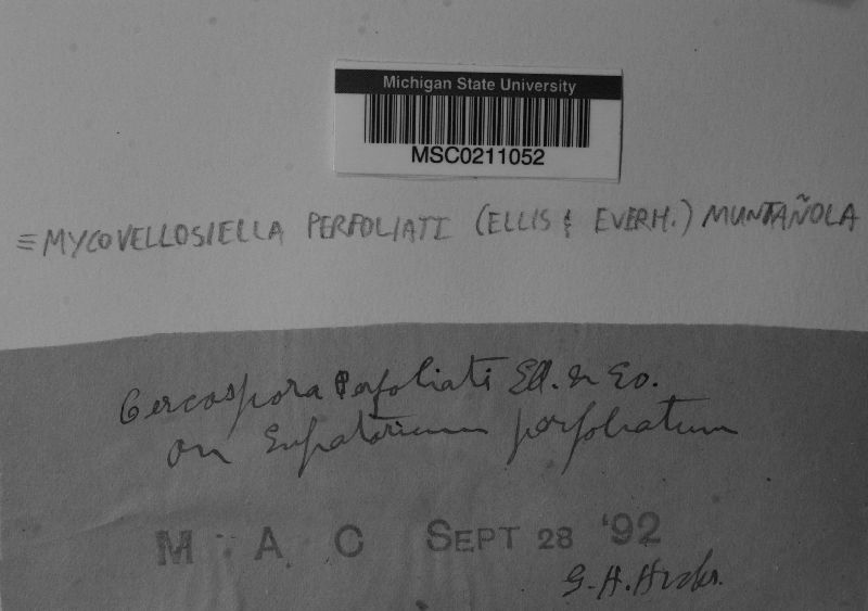 Passalora perfoliati image