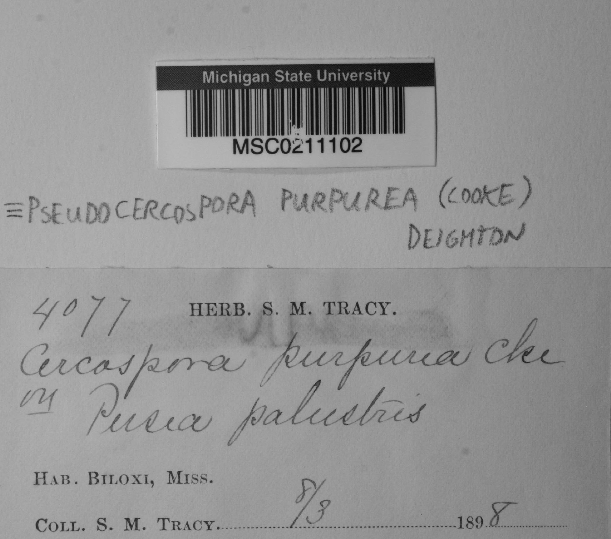 Pseudocercospora purpurea