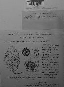 Mycosphaerella pyri image
