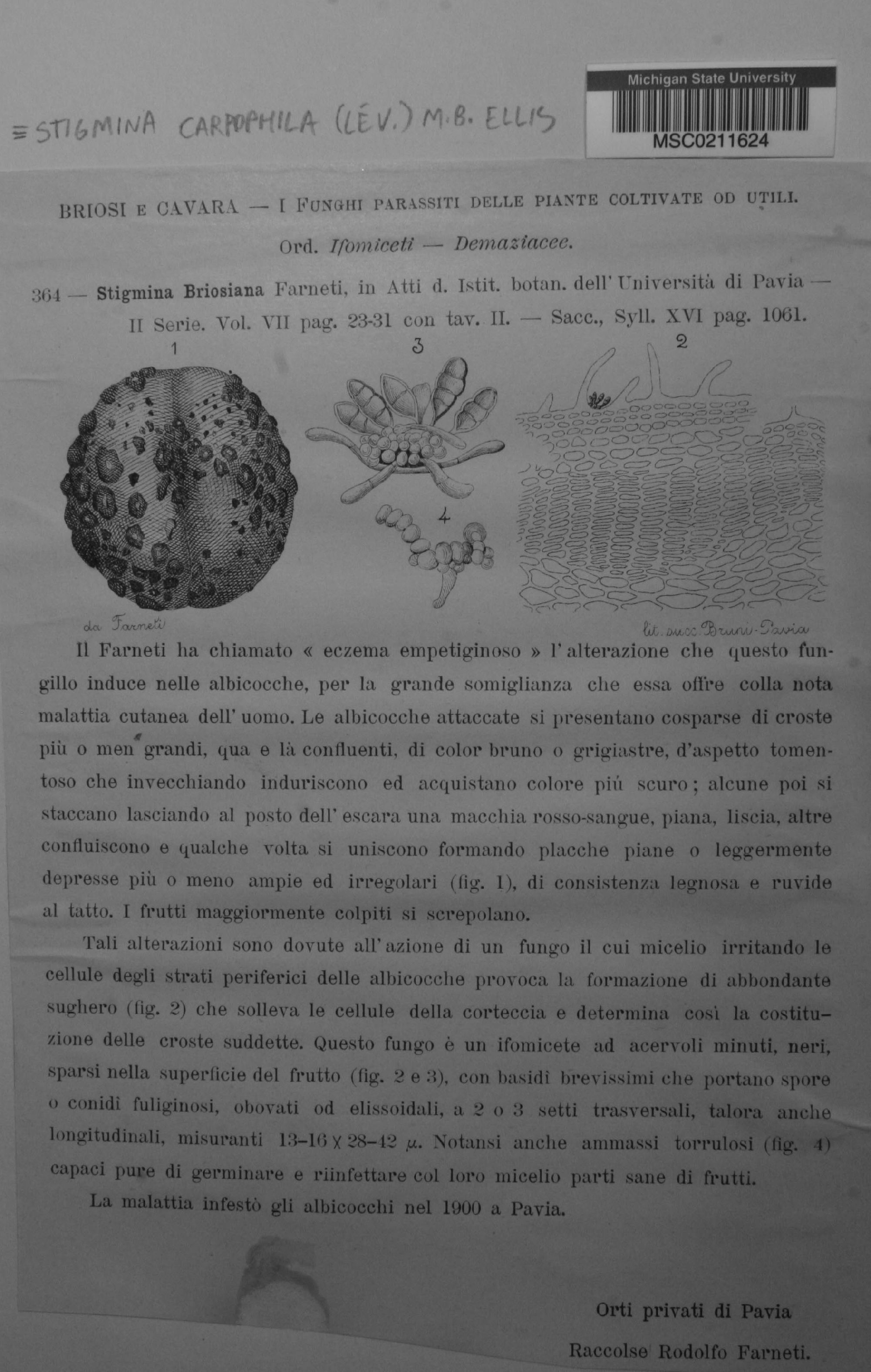 Stigmina carpophila thumbnail