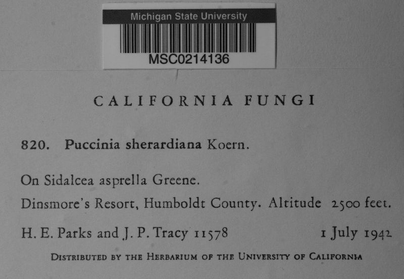 Puccinia sherardiana image