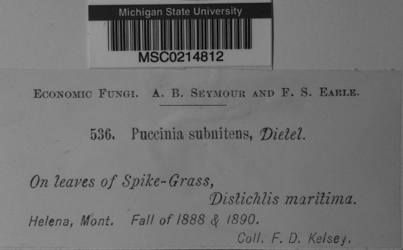 Puccinia subnitens image